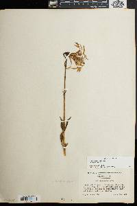Lilium canadense subsp. canadense image