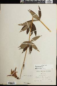 Lilium canadense subsp. editorum image