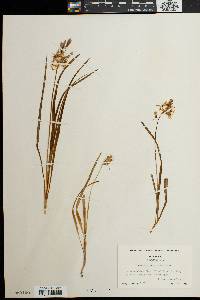 Camassia scilloides image