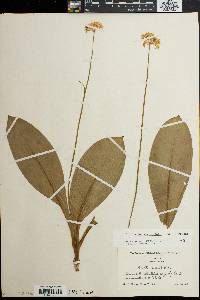 Clintonia umbellulata image