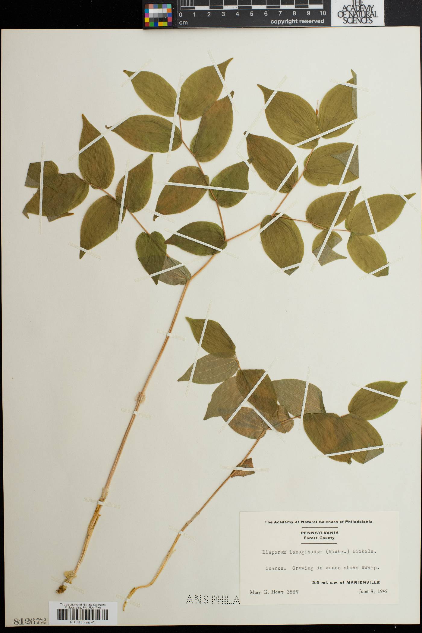 Disporum lanuginosum image