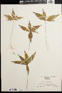 Trientalis borealis image