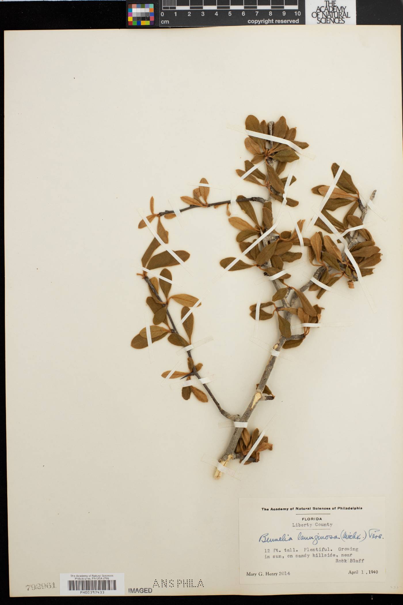 Sideroxylon lanuginosum subsp. lanuginosum image
