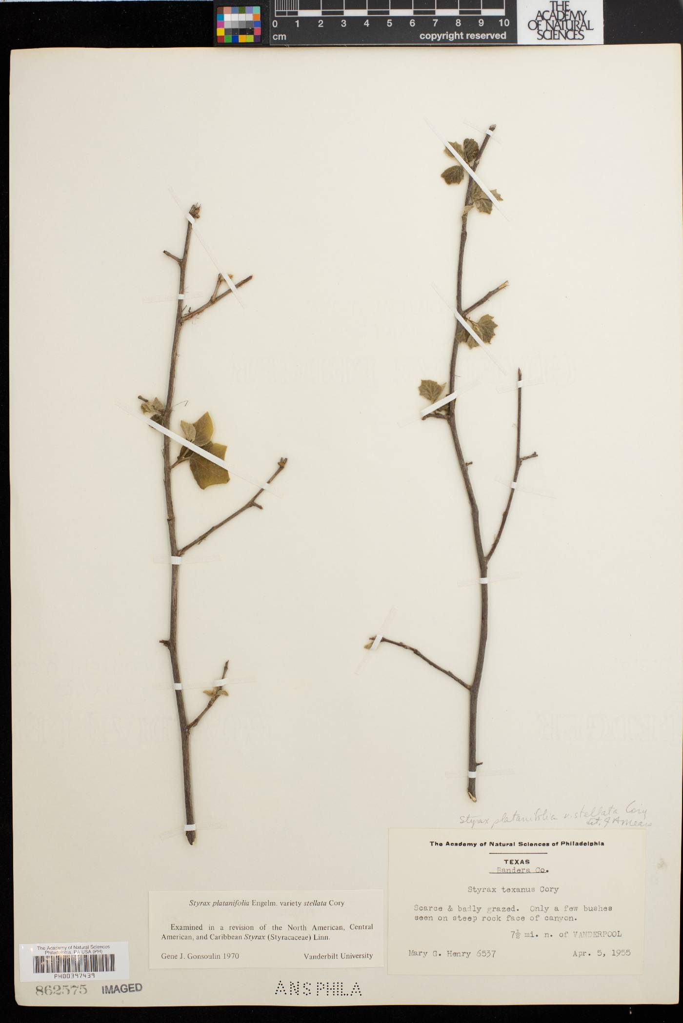 Styrax platanifolius subsp. stellatus image