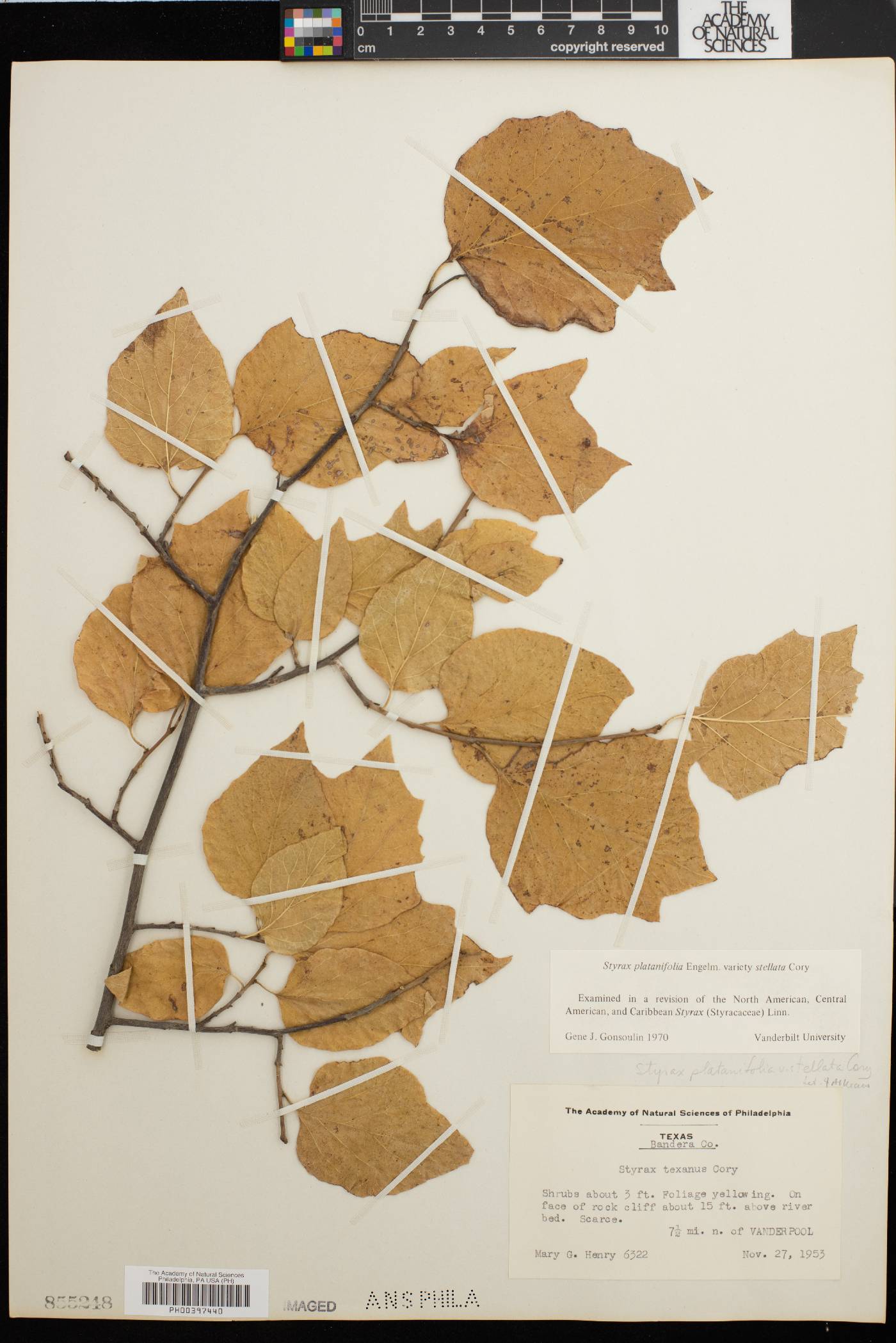 Styrax platanifolius subsp. stellatus image