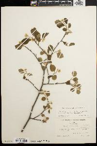 Styrax platanifolius subsp. stellatus image