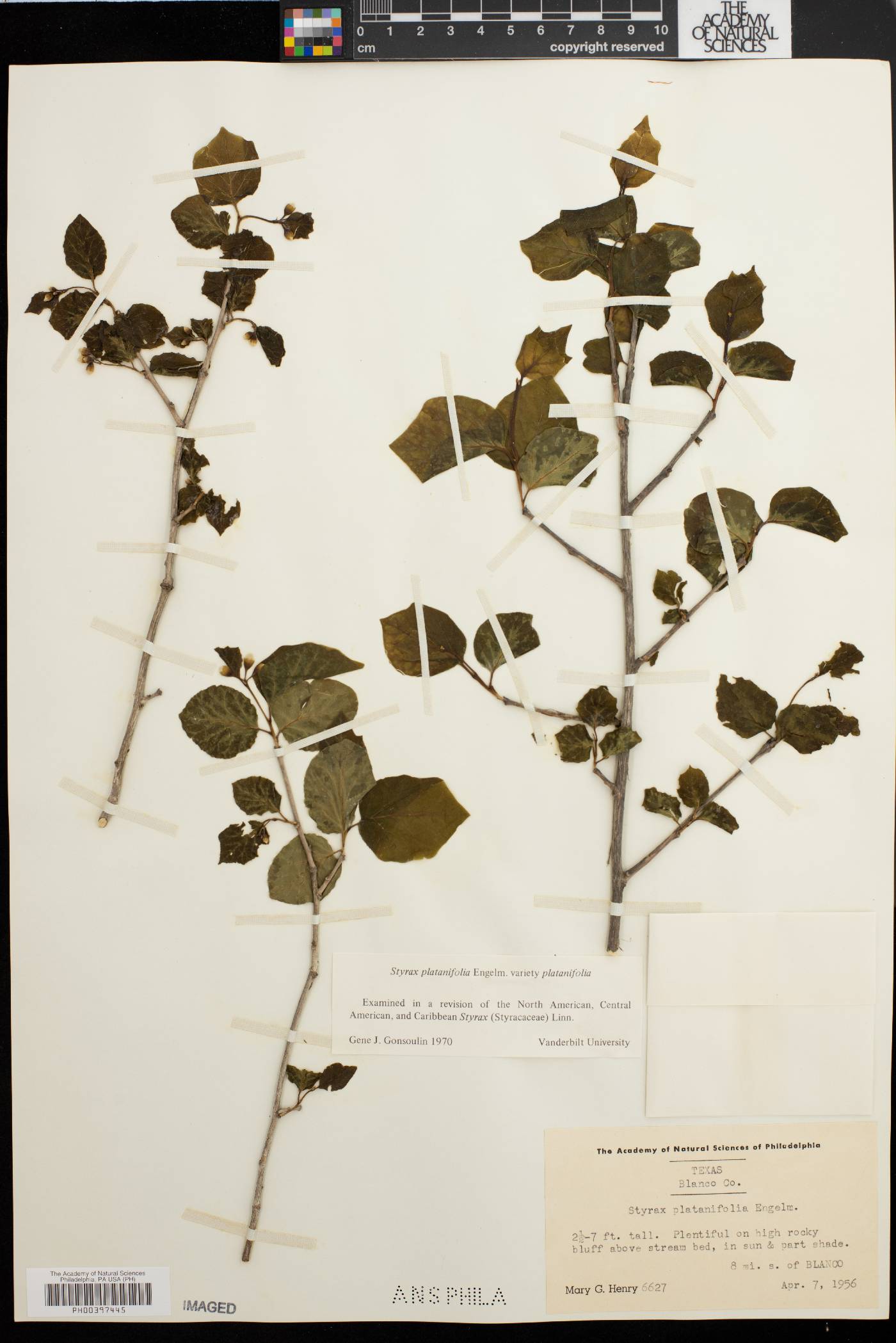 Styrax platanifolius image