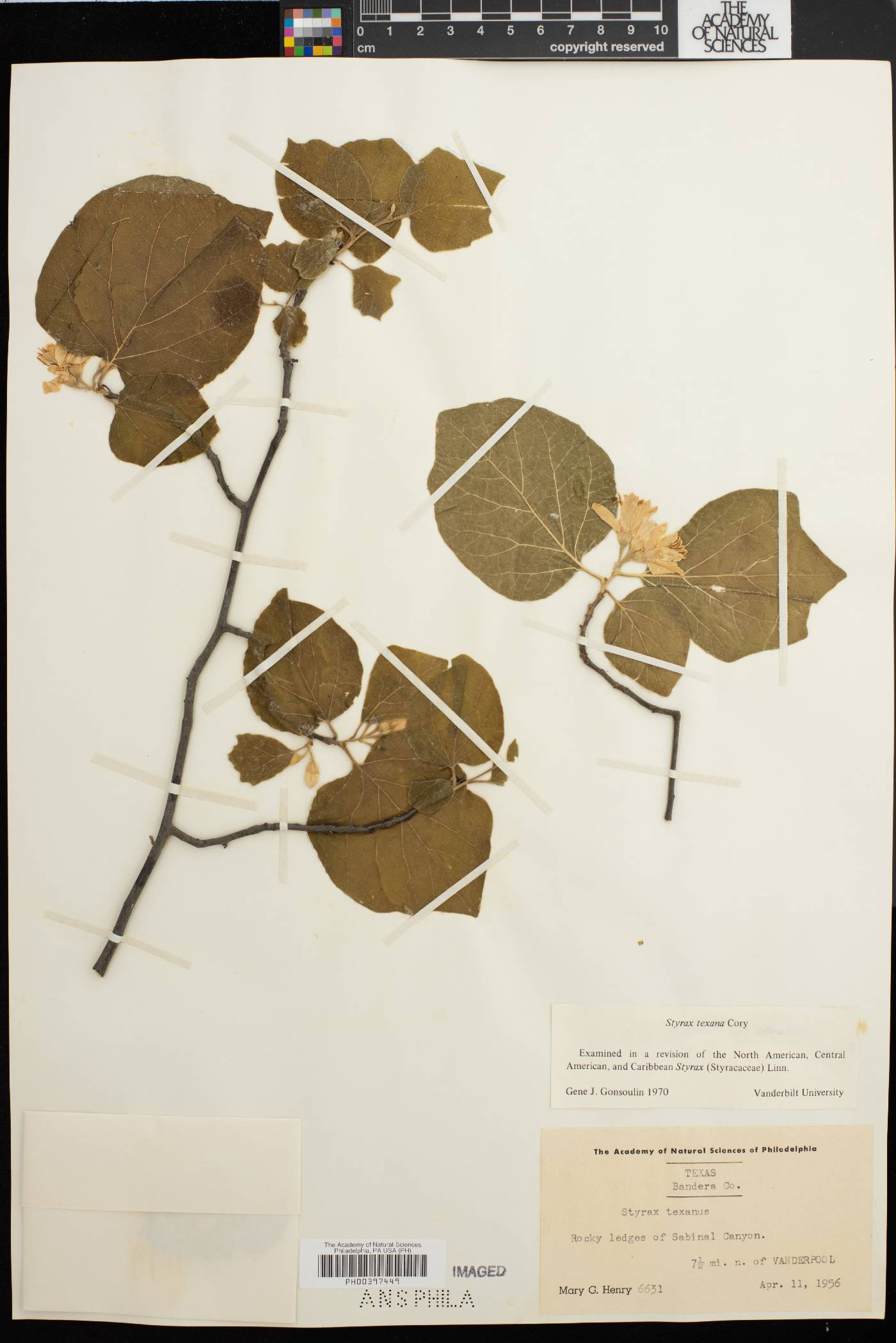 Styrax platanifolius image