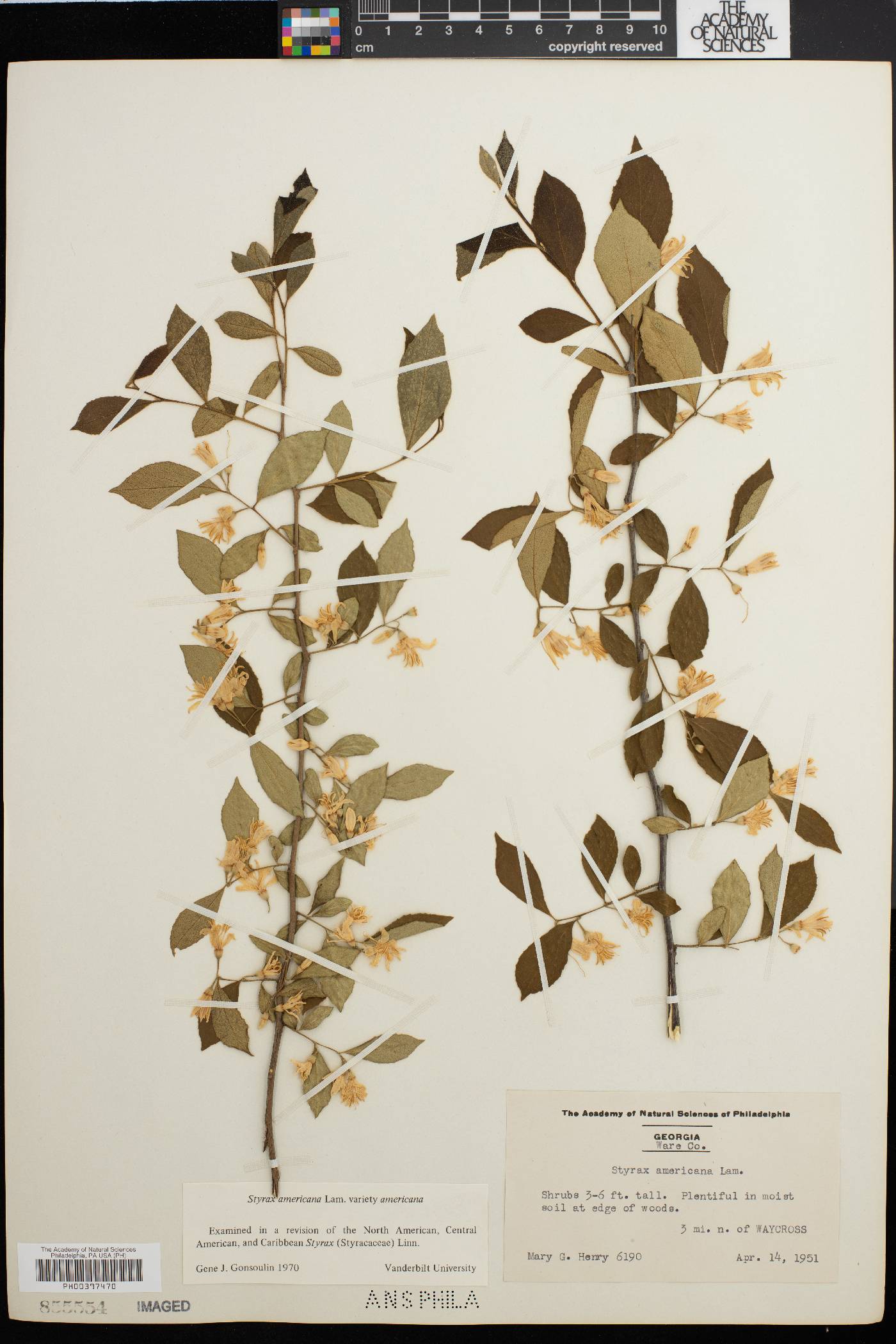 Styrax americanus var. americanus image