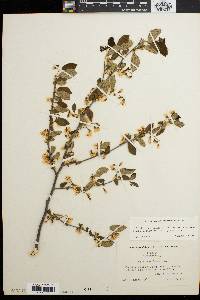 Styrax americanus var. americanus image