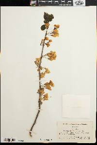 Halesia carolina image