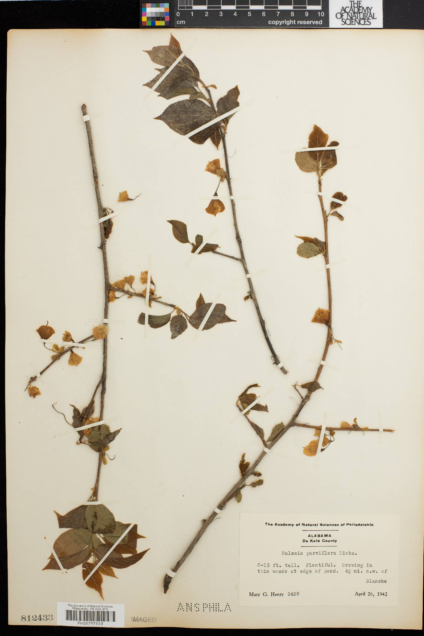 Halesia parviflora image