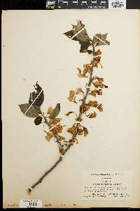 Halesia carolina image