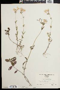 Phlox divaricata var. laphamii image