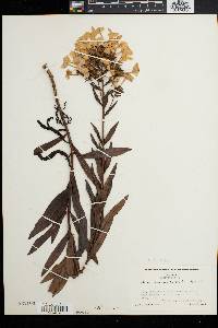 Phlox carolina subsp. turritella image