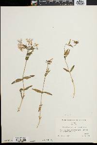 Phlox divaricata var. laphamii image