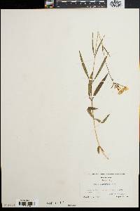 Phlox glaberrima image