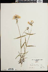 Phlox pilosa subsp. latisepala image