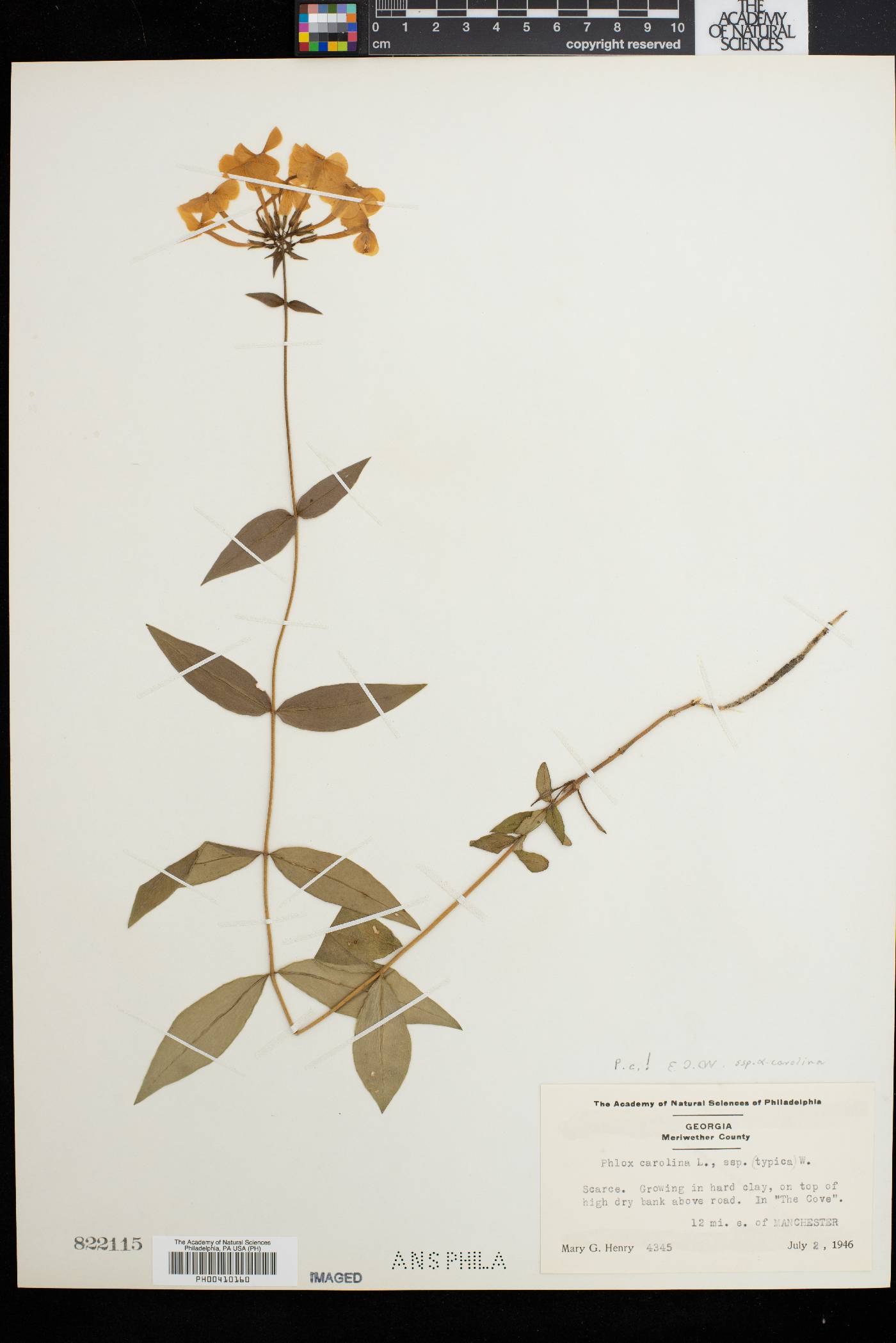 Phlox carolina subsp. carolina image