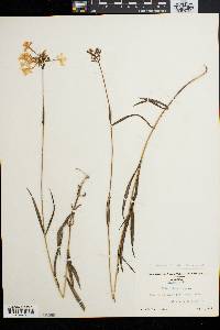 Phlox carolina subsp. angusta image