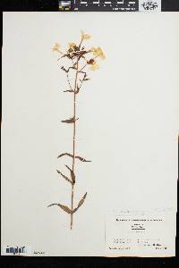 Phlox carolina subsp. turritella image