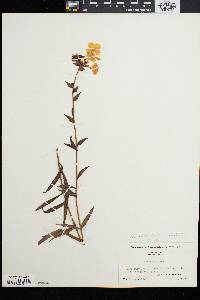 Phlox carolina subsp. turritella image