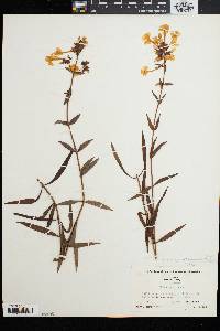 Phlox carolina subsp. turritella image