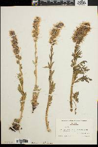 Phacelia sericea image