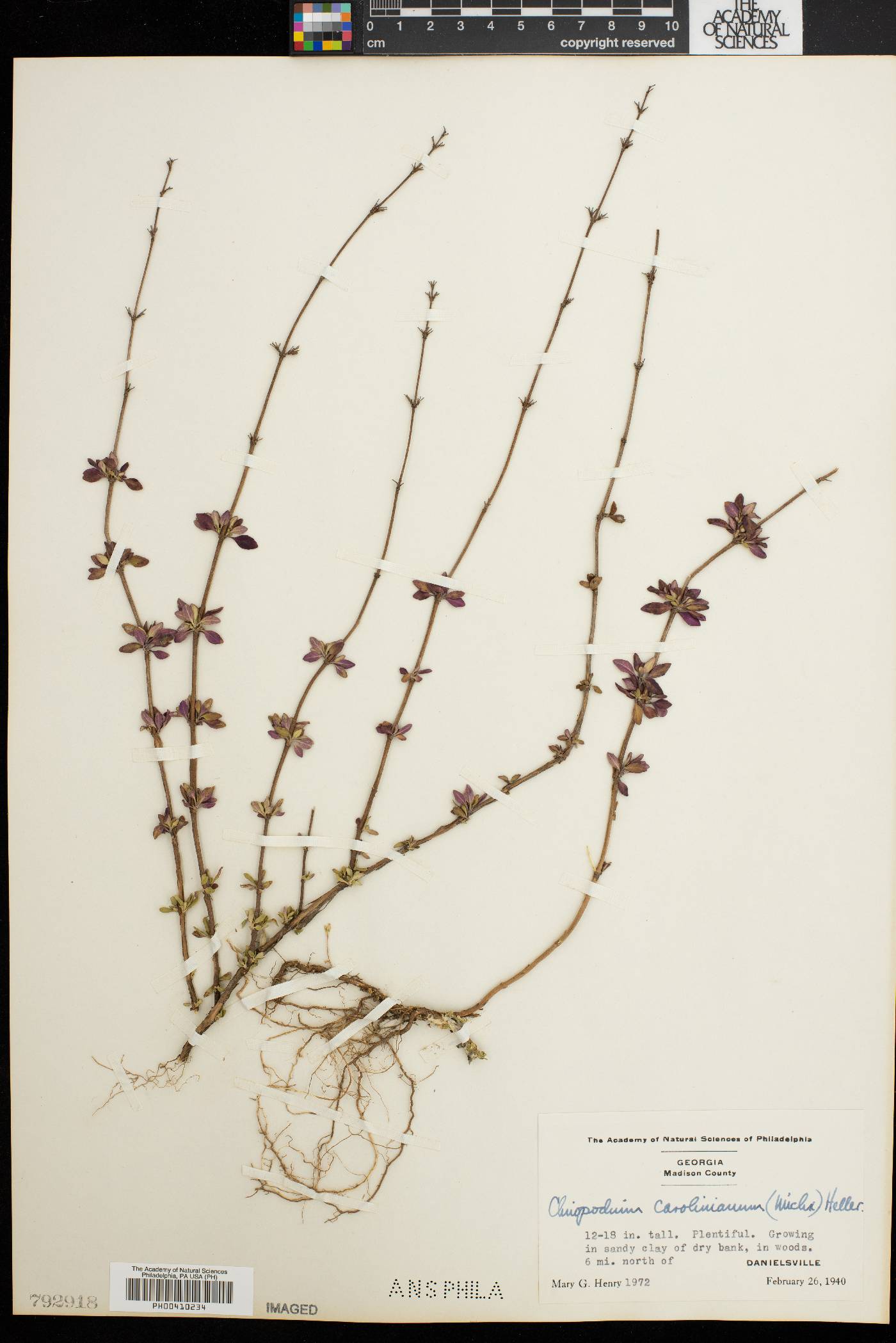 Clinopodium carolinianum image