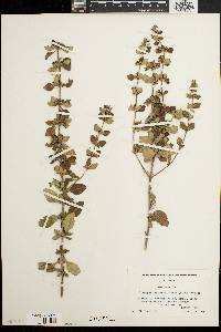 Clinopodium carolinianum image