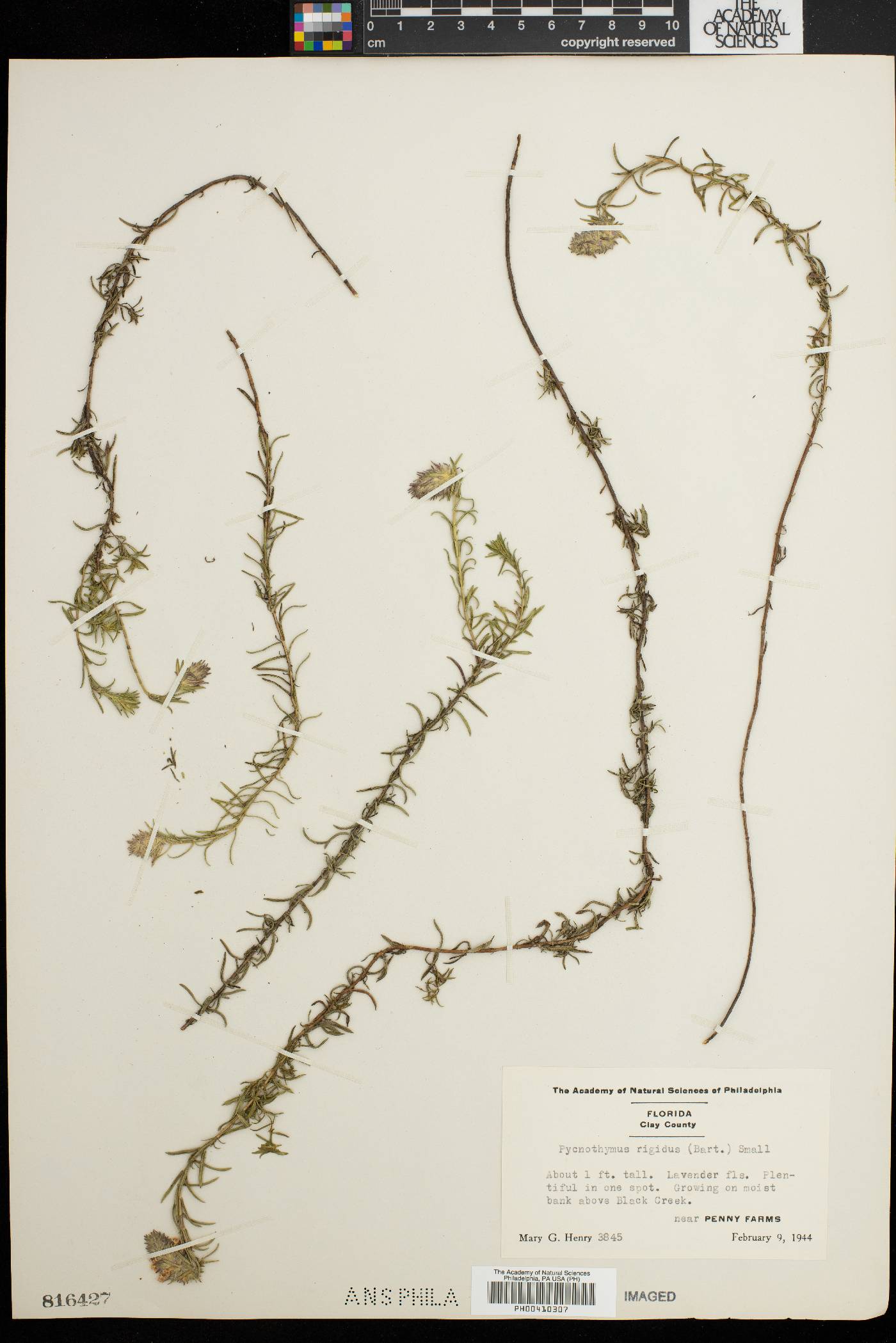 Pycnothymus rigidus image