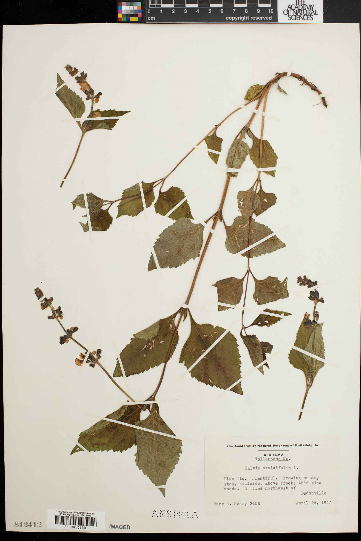 Salvia urticifolia image