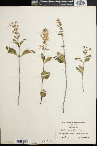 Scutellaria ovalifolia image