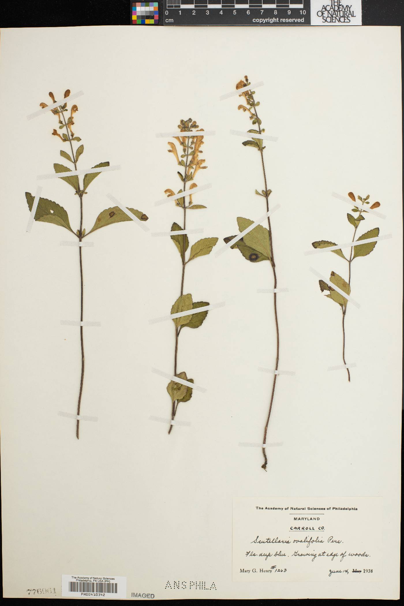 Scutellaria ovalifolia image