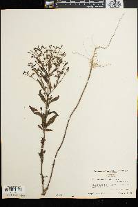 Trichostema dichotomum image