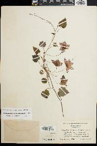 Rhodochiton atrosanguineum image