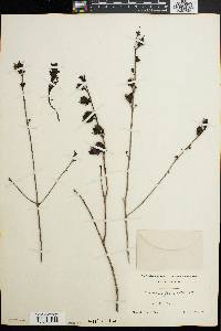 Aureolaria flava var. reticulata image