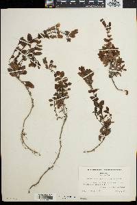 Penstemon ellipticus image