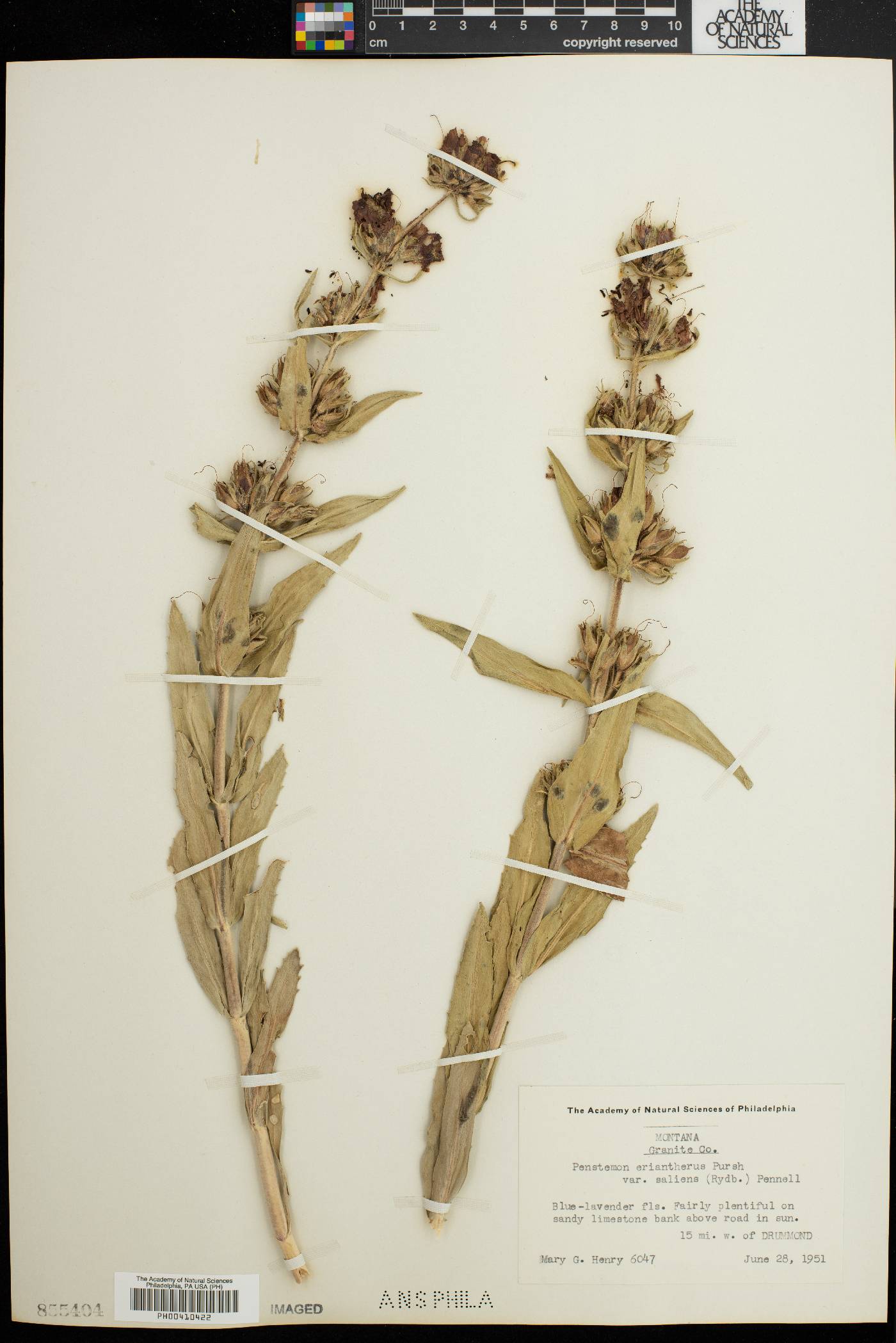 Penstemon eriantherus subsp. saliens image