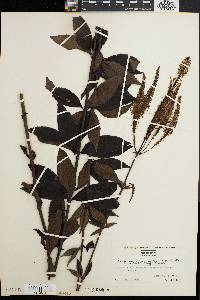 Veronicastrum virginicum image