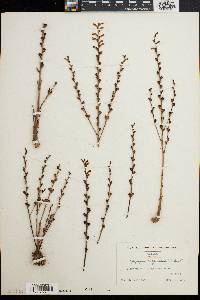 Epifagus virginiana image