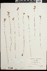 Utricularia juncea image