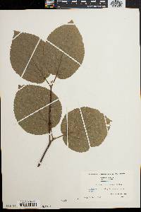 Viburnum lantanoides image