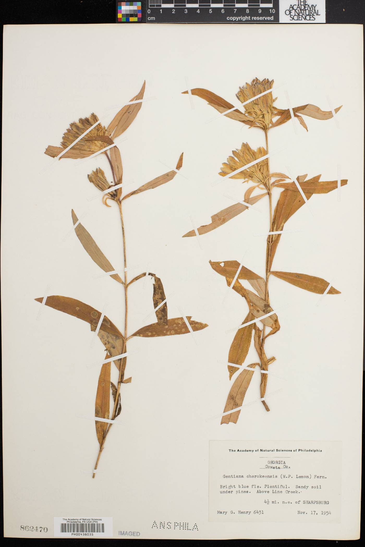 Gentiana cherokeensis image