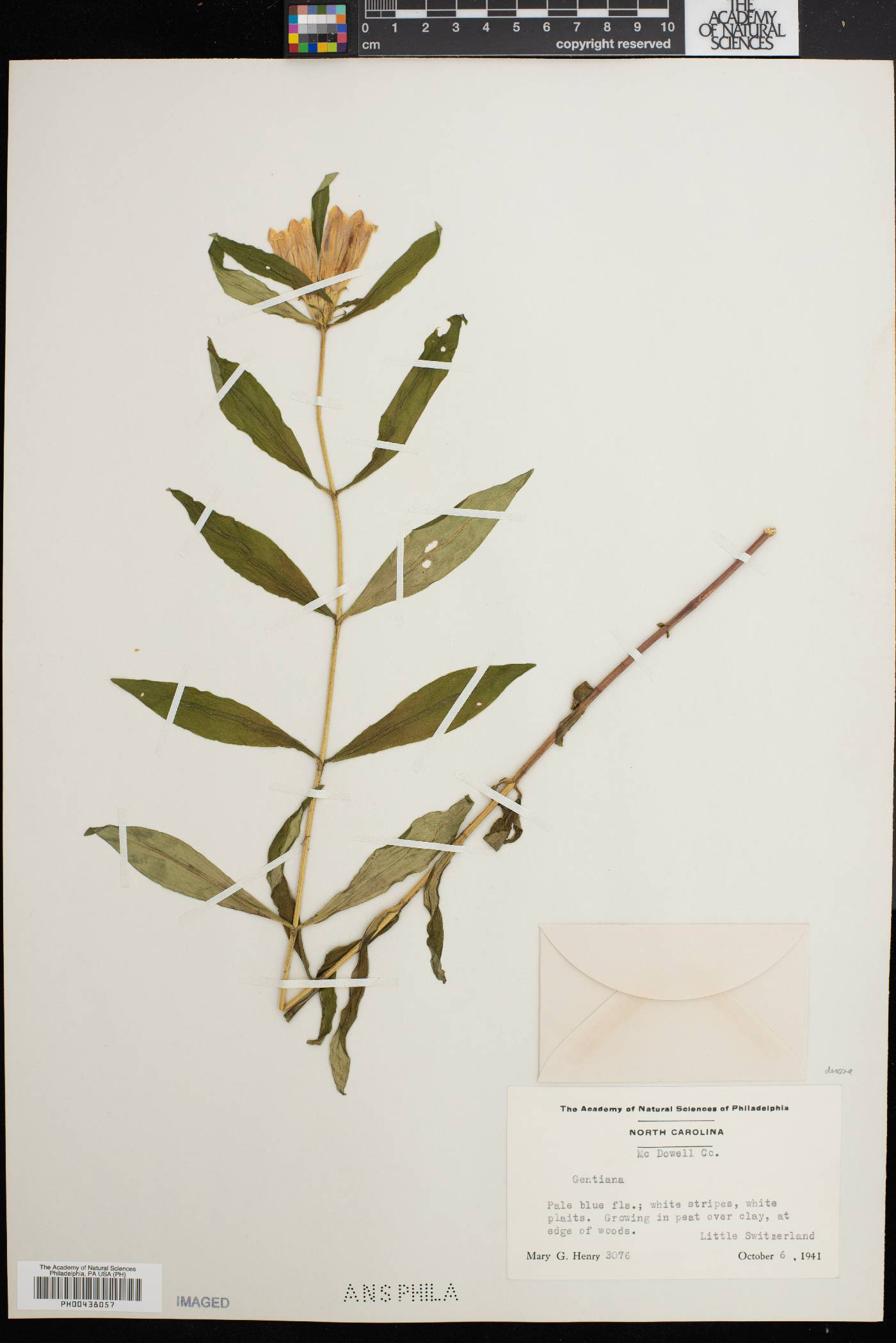 Gentiana decora image