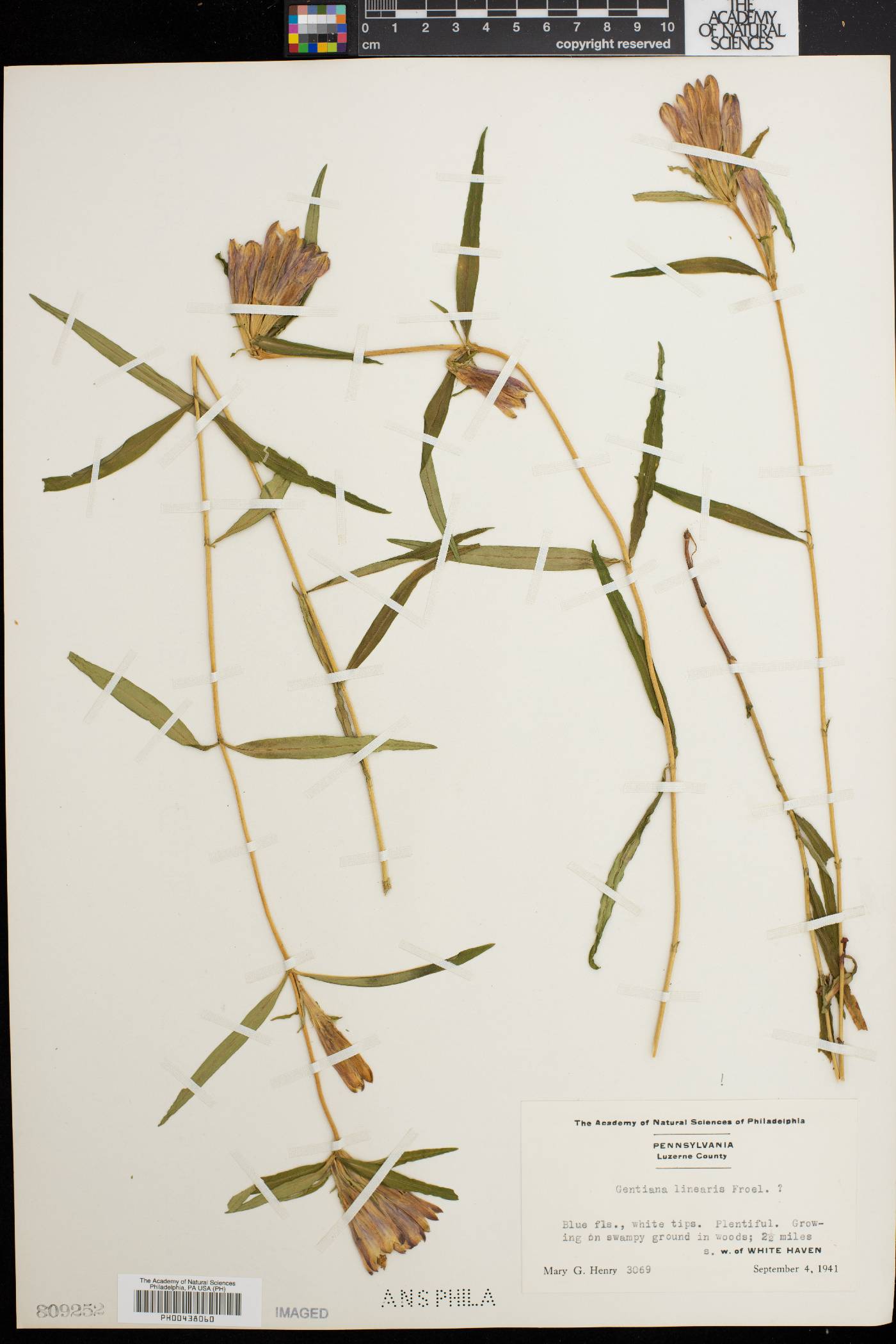 Gentiana linearis image