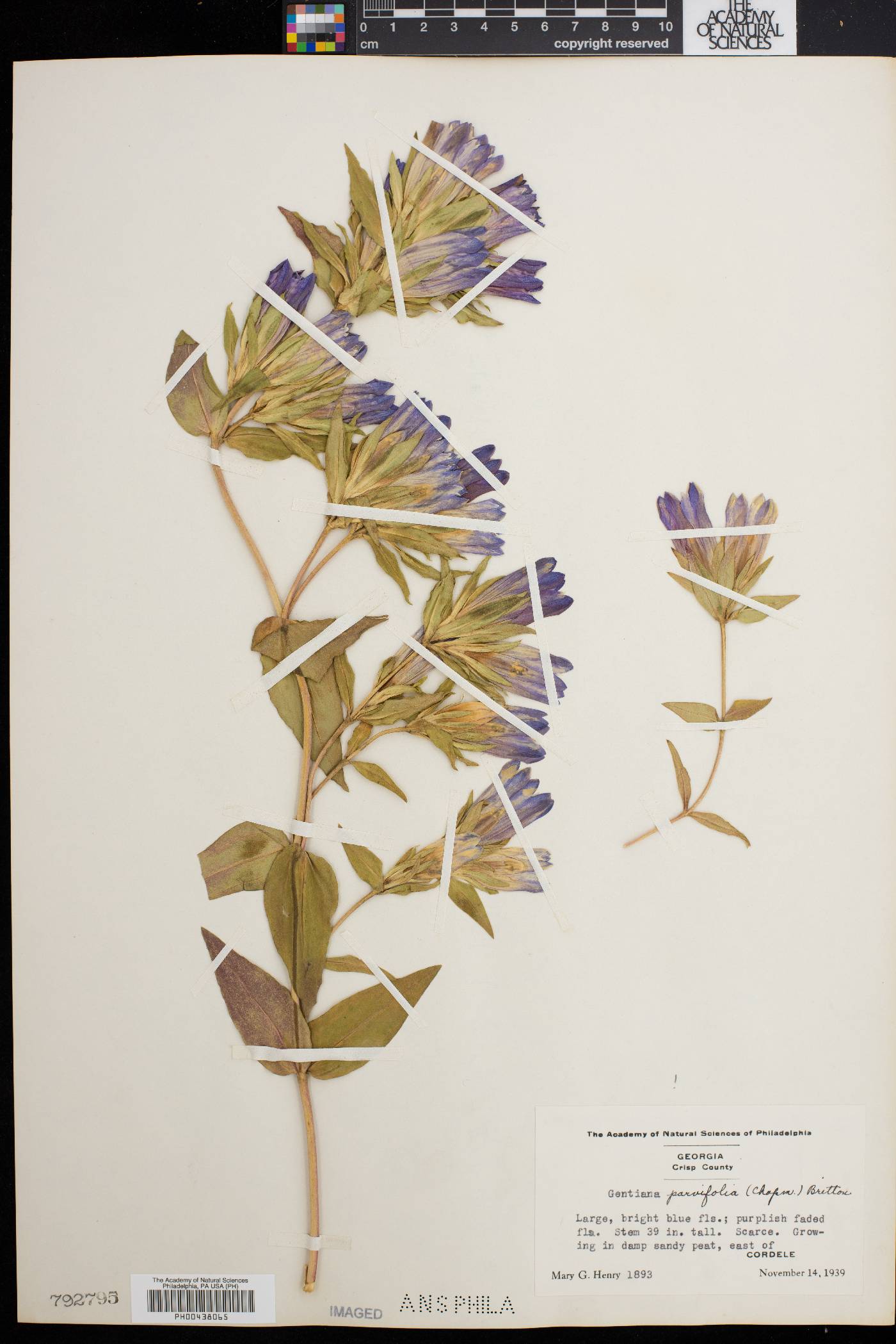 Gentiana parvifolia image