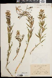 Amsonia ciliata image