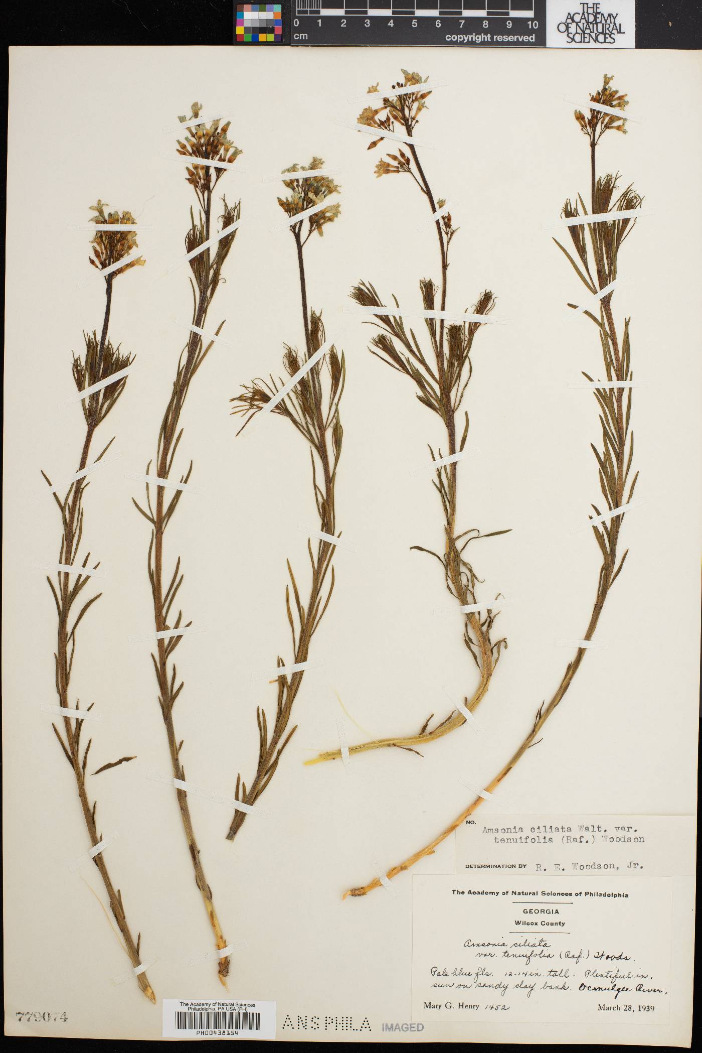 Amsonia ciliata var. tenuifolia image