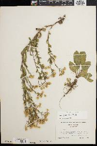 Aster gracilis image